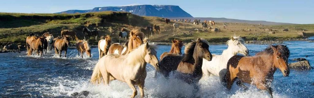 icelandichorse